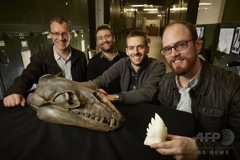 古代のヒゲクジラ類 肉食動物のような鋭利な歯を持つ 研究 写真3枚 国際ニュース Afpbb News 古代のヒゲクジラ類 肉食動物のような鋭利な歯を持つ 研究 写真3枚 国際ニュース Afpbb News