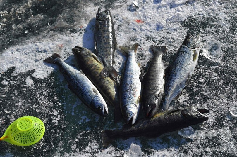 恒例のヤマメ祭り、氷上で穴釣り つかみ取りも 韓国・華川