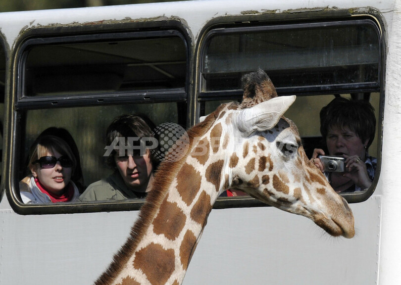 独サファリパークのキリンの赤ちゃん、初めてのお散歩でスキップ
