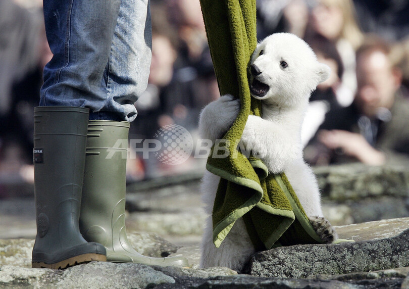 人工飼育中のシロクマ「クヌート」、世界中で大人気 - ドイツ
