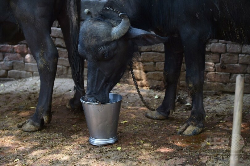 雨は解決策にならない？ 飲料水危機に直面するインド
