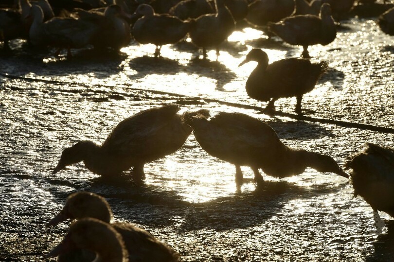 鳥インフル検出の仏フォアグラ生産地、大規模なアヒル殺処分開始