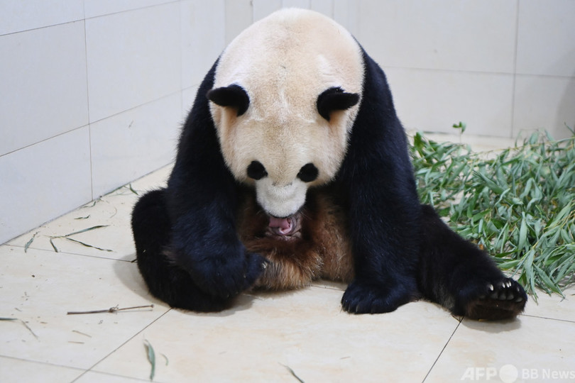 すくすく育つ双子の赤ちゃんパンダ 米国生まれの母親が中国・四川で出産