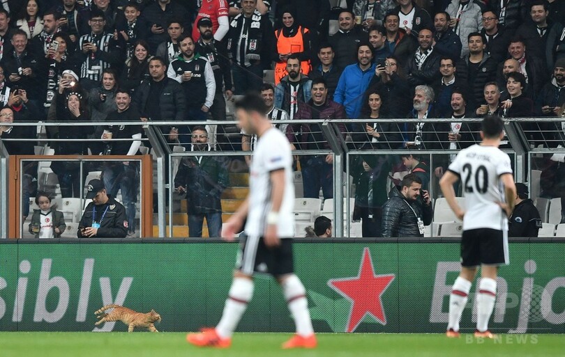 イスタンブール名物のネコがピッチに侵入、欧州CLの試合中断