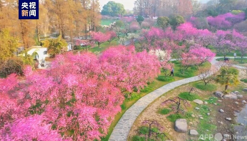 樹齢800年の古梅が開花 中国武漢市