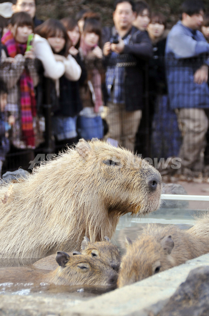 露天風呂でホットするカピバラの親子、埼玉県こども動物自然公園
