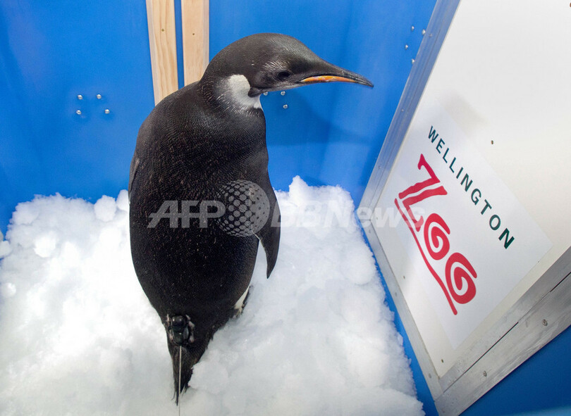 迷子のコウテイペンギン、故郷への旅はじまる NZ