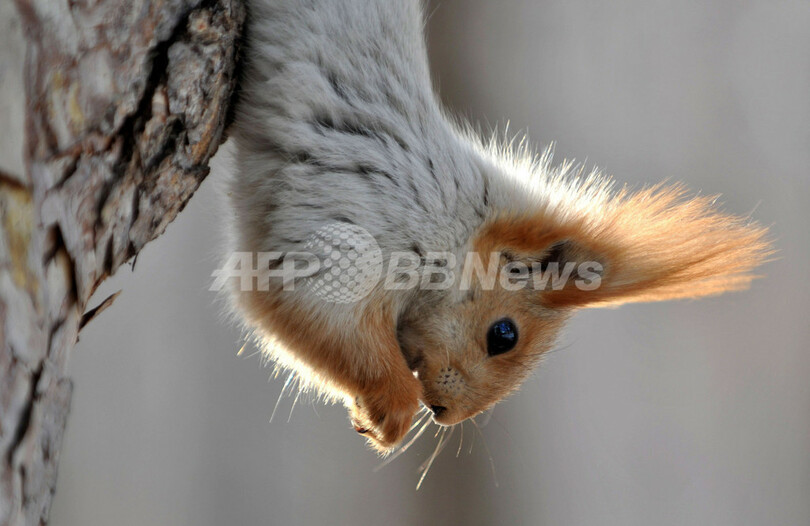 雪原を元気に駆け回るリス、キルギス