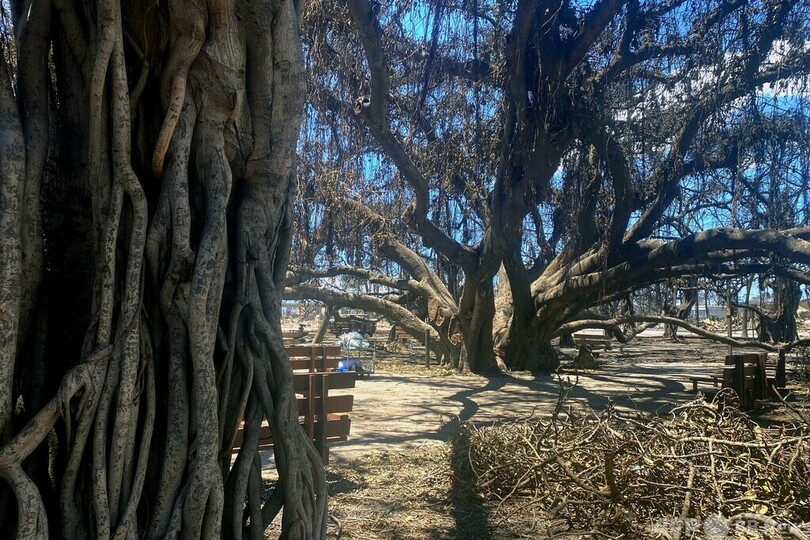 バニヤンの木の下で誓う復興 ハワイ山火事
