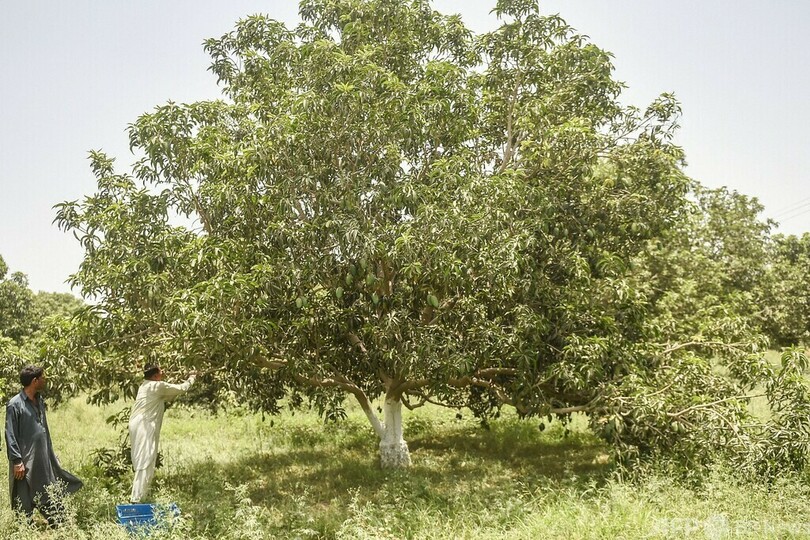 マンゴー、水不足と高温で収穫減 パキスタン