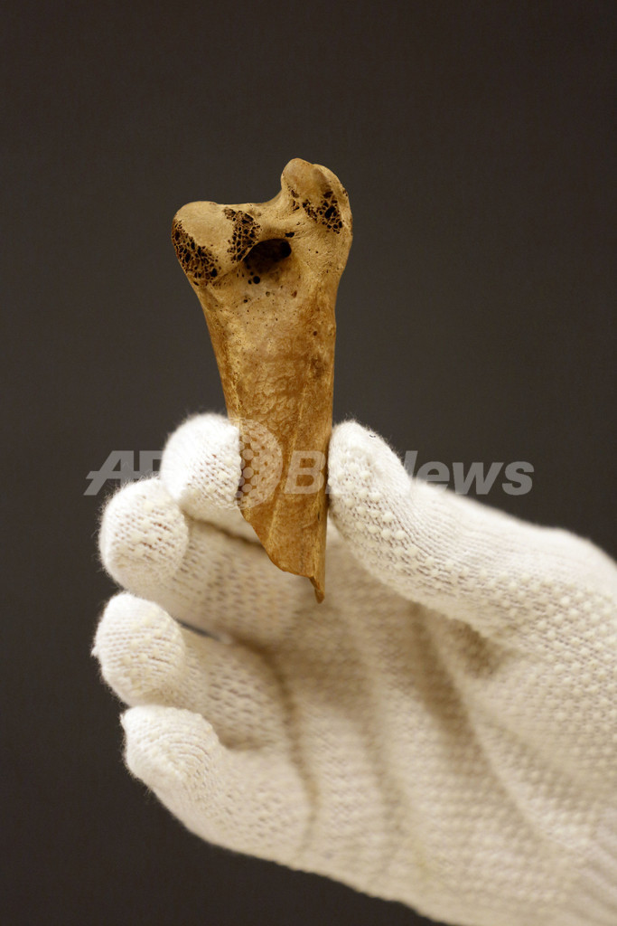 鶏卵の100倍！「世界最大の鳥の卵」が競売に