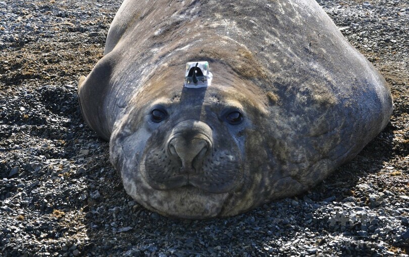 アザラシが調査協力、活動範囲は極から極まで