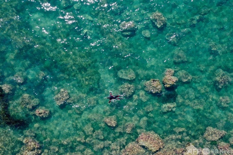 地中海の「海藻の森」の復元実験 アルバニア