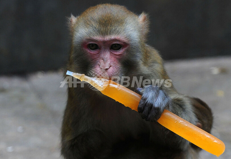 アイスやスイカで涼をとる動物たち 中国