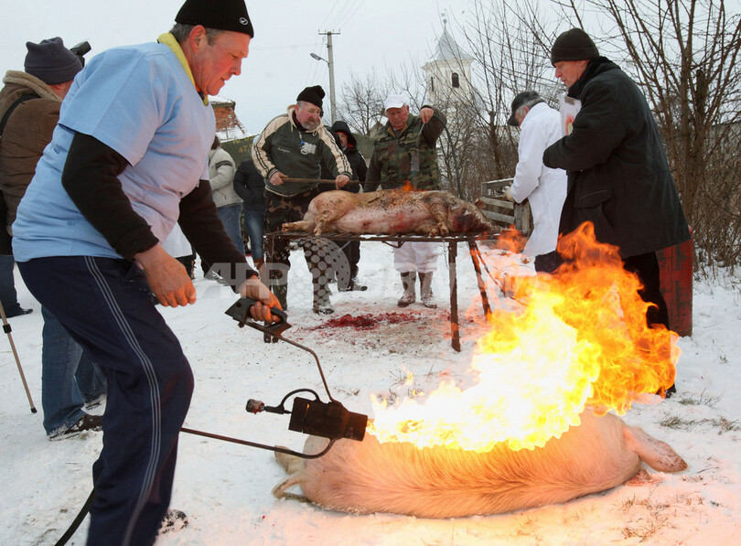 ブタ肉さばきの腕競う、肉切り職人フェスティバル ウクライナ
