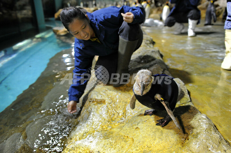 ウエットスーツが羽がわり、羽が抜け落ちたフンボルトペンギン