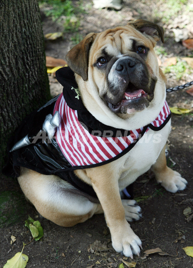 違いの分かるイヌ、ウィーン大学がイヌの写真識別訓練に成功