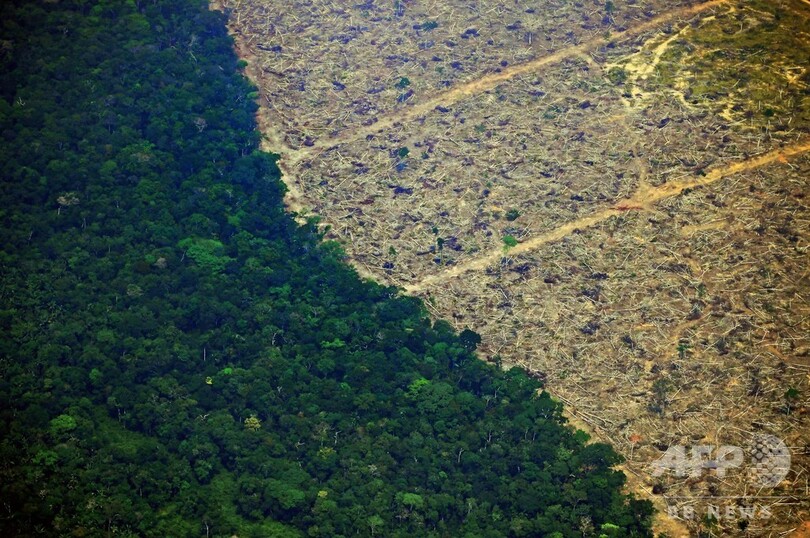牛肉と大豆、アマゾン森林火災に関わるブラジルの2大産業