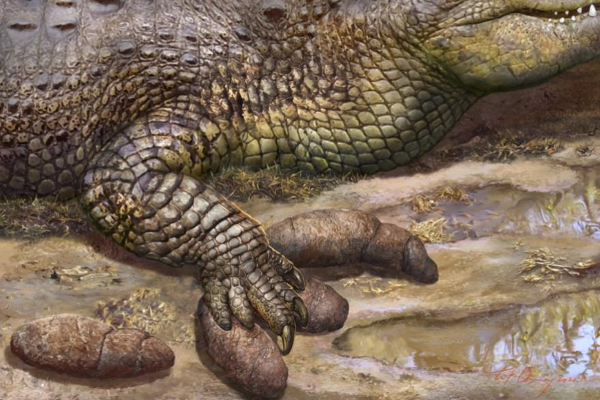 ワニの足跡が残る３３００万年前のワニのふん化石を発見