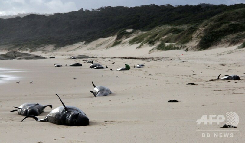 クジラ28頭死ぬ、豪南東部の浜辺に打ち上げ 原因は不明  