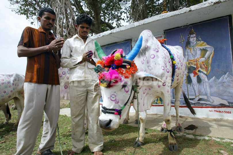 豊作を祈るインドの伝統祭の主役、飾り牛