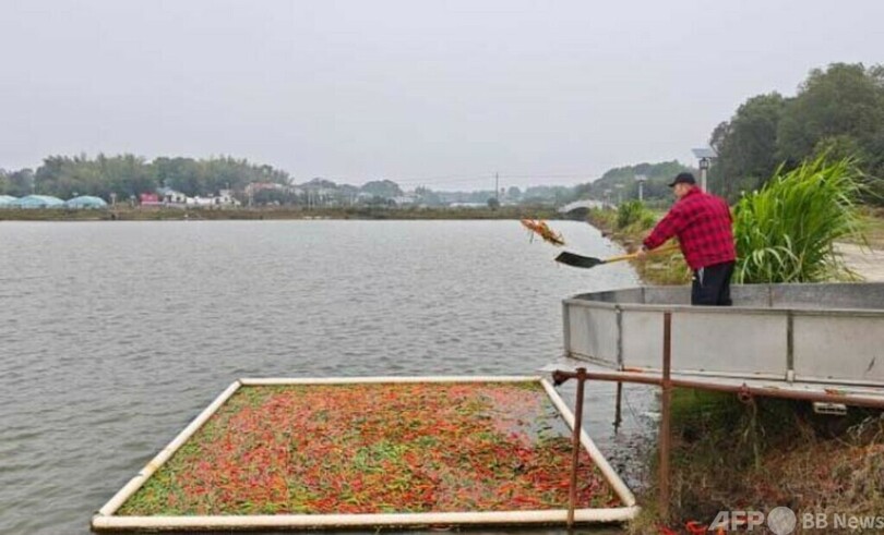中国の養殖農家 トウガラシの餌に注目