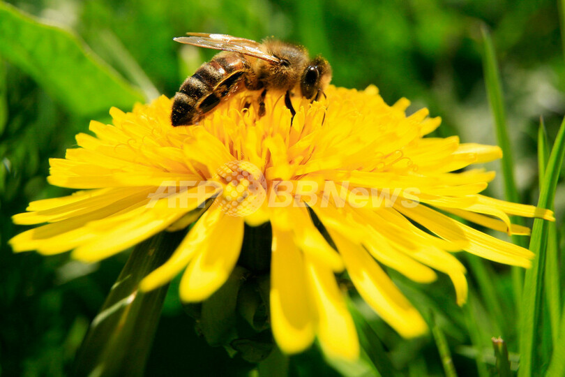 タンポポの蜜を集めるミツバチ