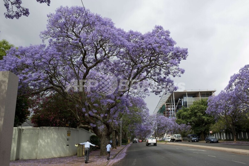 満開迎えた南アのジャカランダ、枯死の危機に直面