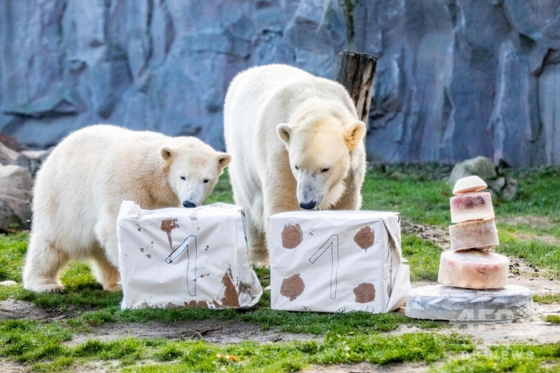 氷のケーキでお祝い、1歳になった独動物園のホッキョクグマ