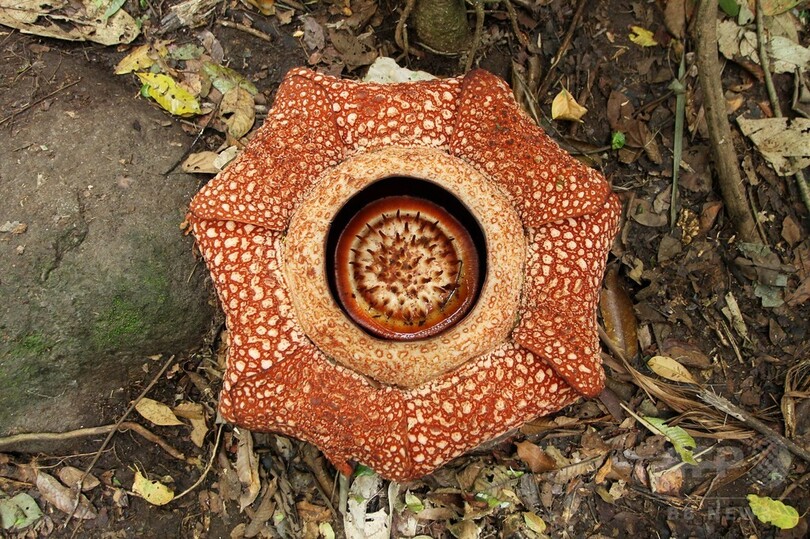 スマトラ島で巨大花「ラフレシア」発見、花びらは通常より多い7枚