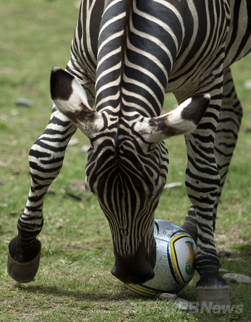 動物たちもW杯をエンジョイ！コロンビア