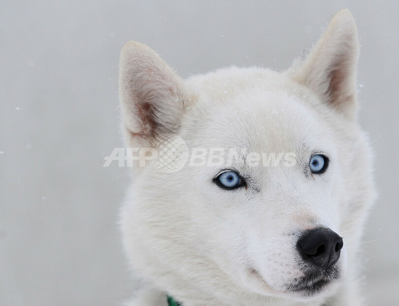 雪の中で犬ぞりレースの欧州選手権、スロバキア
