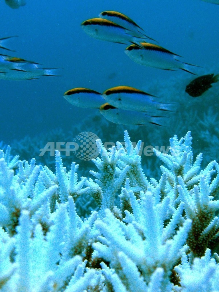 サンゴの3分の1が絶滅の危機 初の世界規模調査で判明 写真1枚 国際ニュース Afpbb News