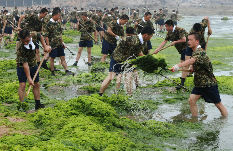 北京五輪のセーリング開催目指し、市民から兵士まで「藻」を除去