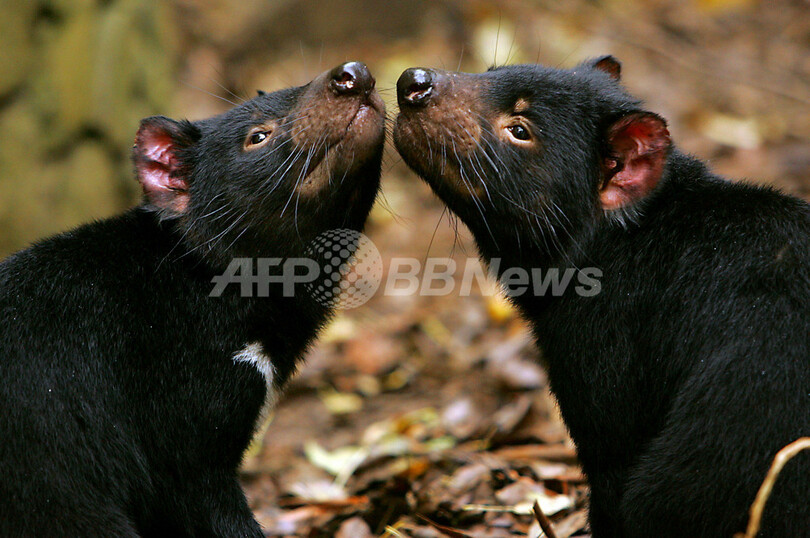 タスマニアデビル、ついに絶滅危ぐ種に指定