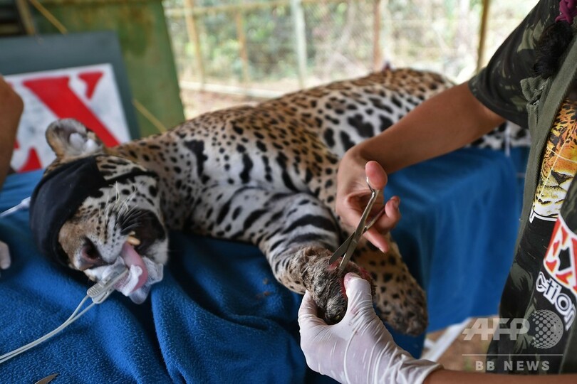 ブラジル大湿原火災でやけど、ジャガーに幹細胞療法