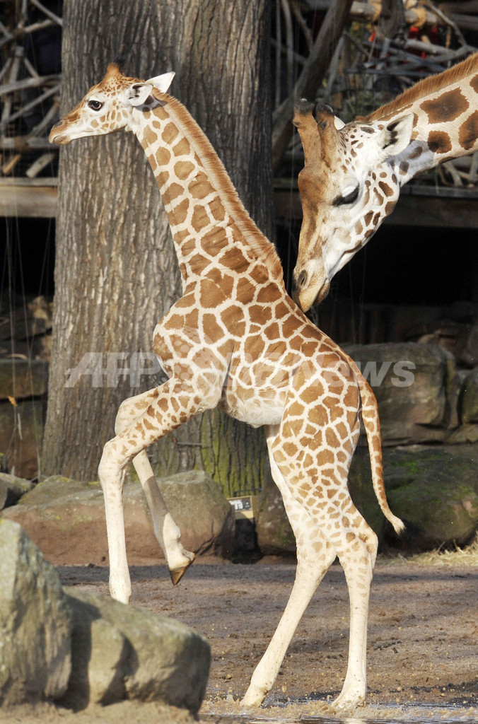 生後1か月のキリンの赤ちゃん、すくすく成長中 ドイツ