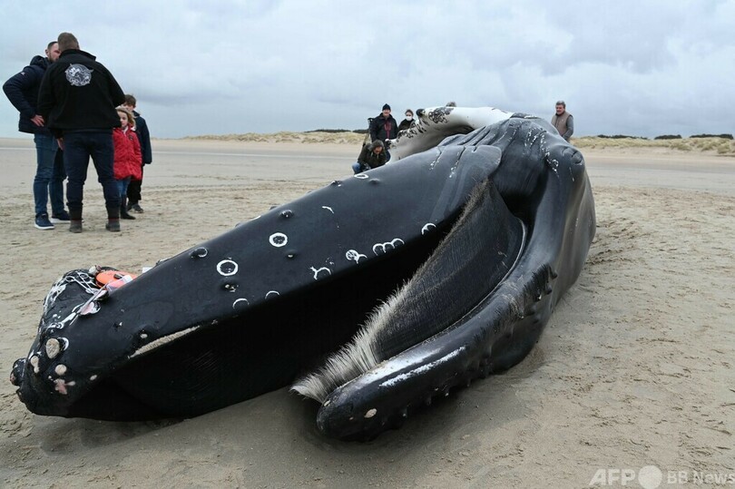 海岸にザトウクジラの死骸 仏カレー付近