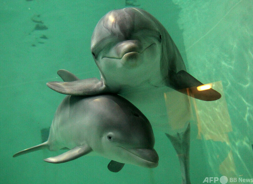 イルカも遊び相手に「友好的な笑顔」 研究