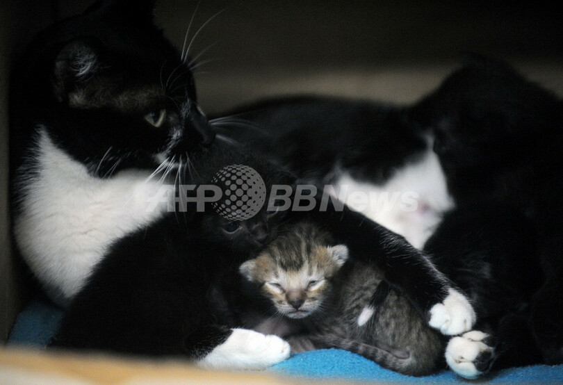 手のひらにのるほど小さいマーゲイの赤ちゃん、コロンビア