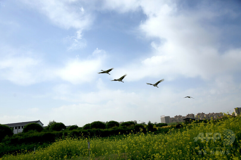 タンチョウが菜の花畑に飛来 甘粛省
