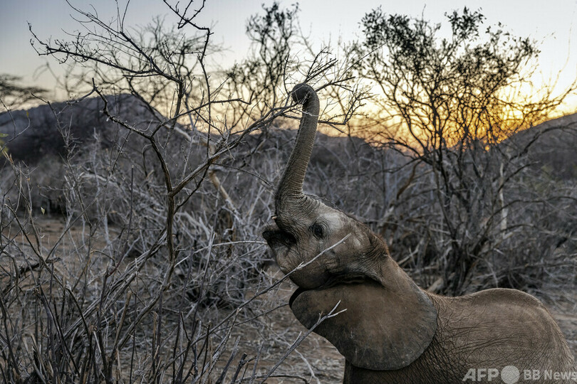 過去40年で最悪の干ばつ、救助された子ゾウたち ケニア