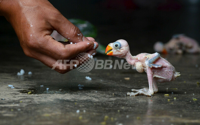 密猟されたオウムの赤ちゃん、インド・ナガランド州