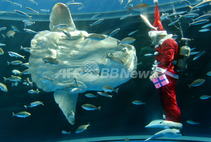 水族館に早くもクリスマス到来、横浜・八景島シーパラダイス