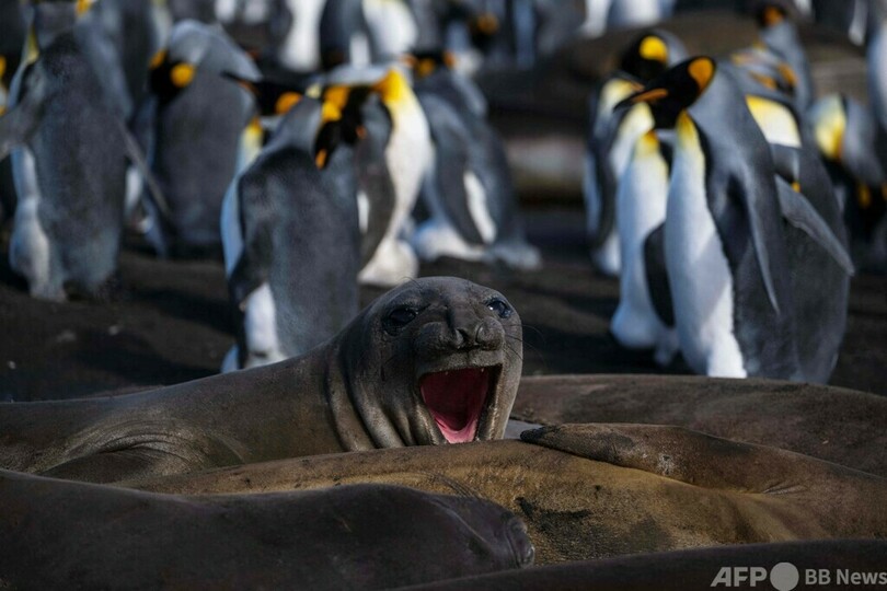 オウサマペンギン大集合 仏領クローゼー諸島