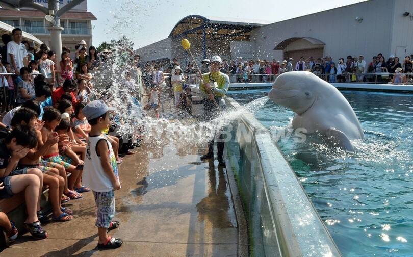 暑さ戻った首都圏、ベルーガの水でひと涼み