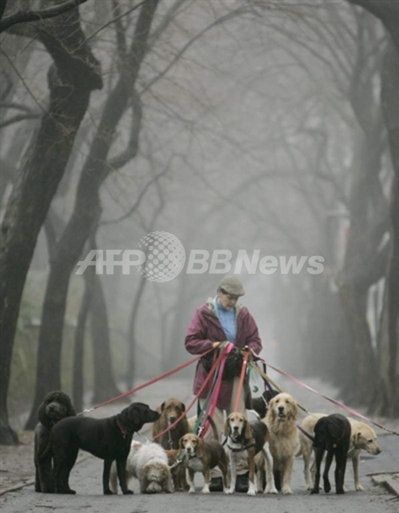 小型犬は遺伝子変異によって生まれた 米科学誌で新発見を発表 米国 写真1枚 国際ニュース Afpbb News 小型犬は遺伝子変異によって生まれた 米科学誌で新発見を発表 米国 写真1枚 国際ニュース Afpbb News