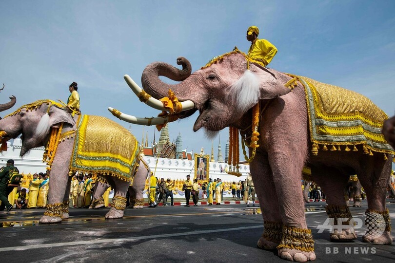 タイ・バンコクを象たちが行進、国王に敬意表す