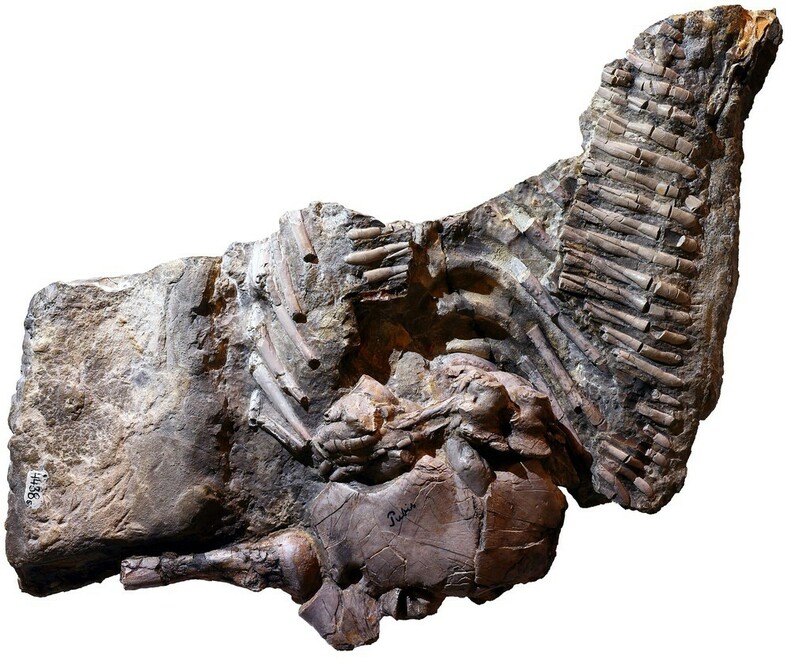 2億4500万年前の爬虫類に結核の痕跡、研究で確認