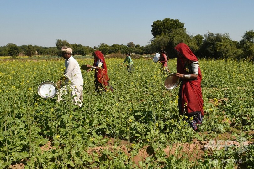 バッタが大量発生、過去25年で最悪の農業被害 インド北西部